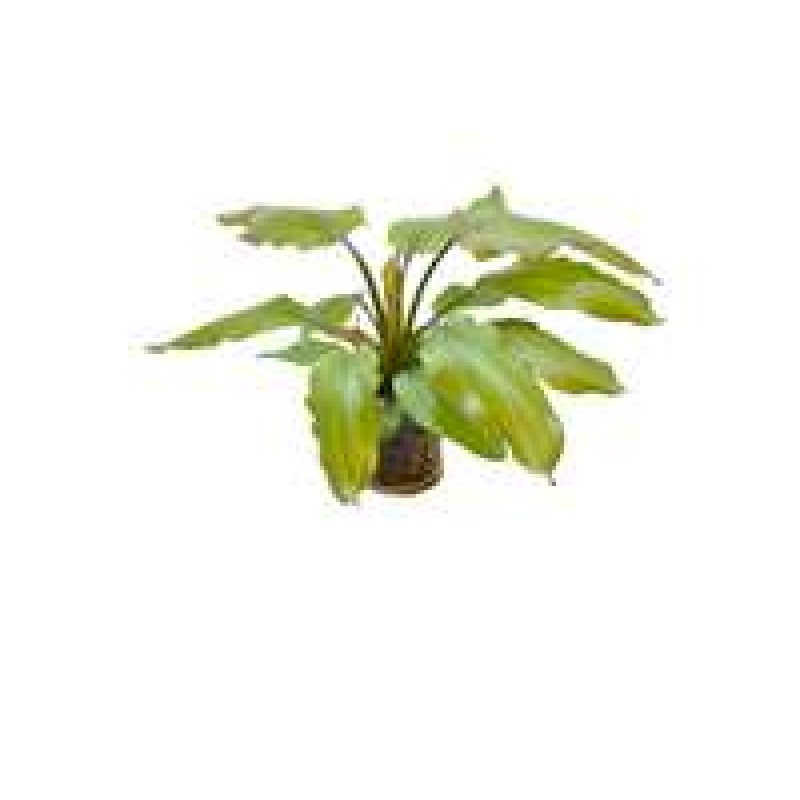 6x Echinodorus Red Wild Gras